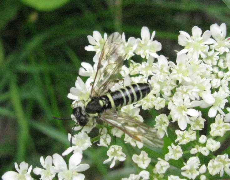 Tenthredinidae: Tenthredo cfr. arcuata